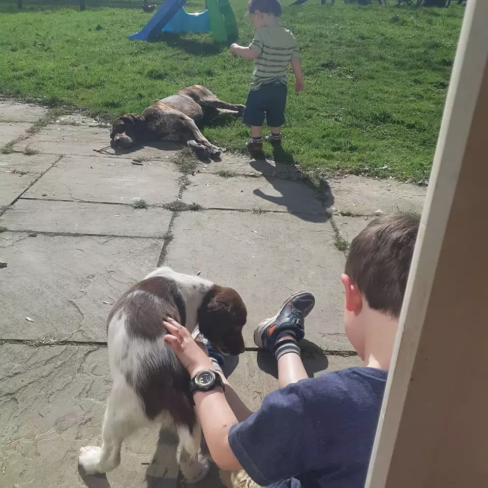 Reactive Dog Training Chester