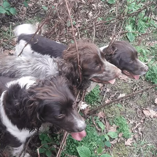 Puppy Training School