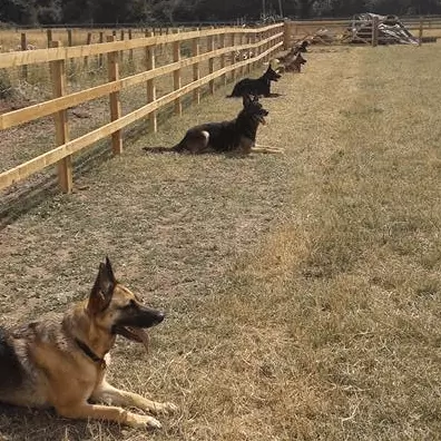 Dog Obedience Classes