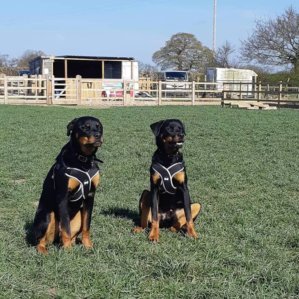 Basic dog obedience