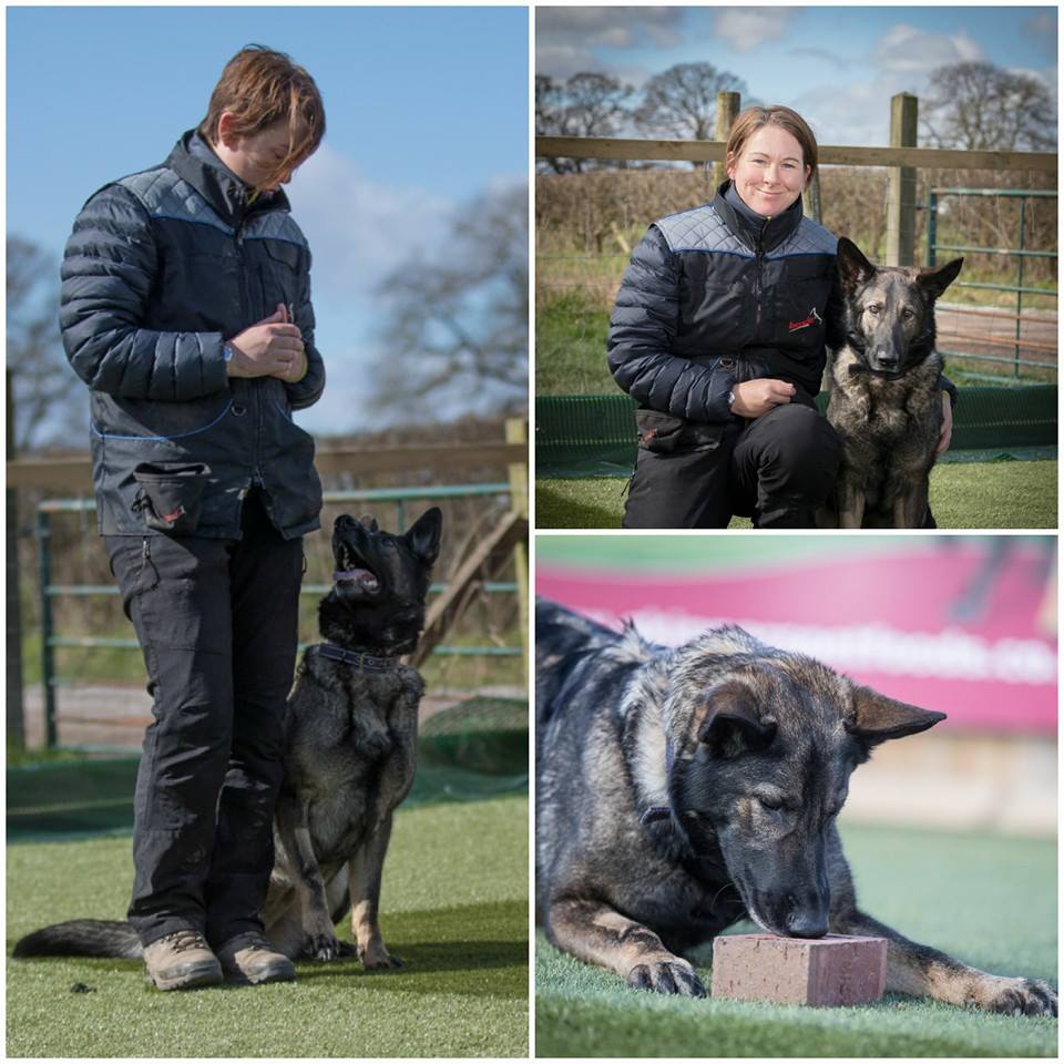 how to scent train a dog